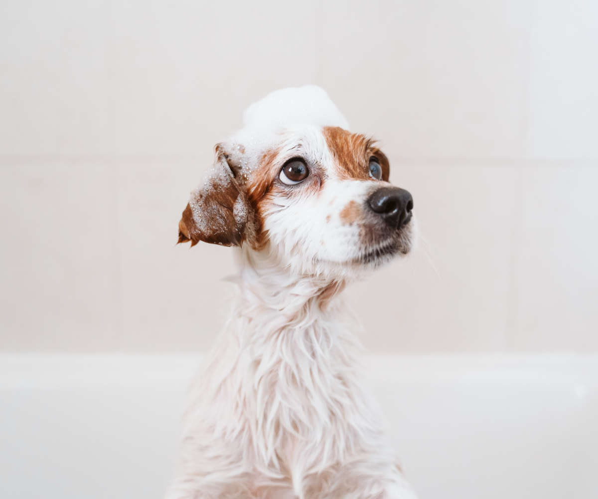 cute lovely small dog wet in bathtub, clean dog with funny foam soap on head. Pets indoors